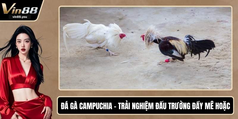 Đá Gà Campuchia - Trải Nghiệm Đấu Trường Đầy Mê Hoặc