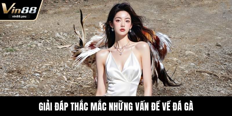 Giải đáp thắc mắc những vấn đề về đá gà