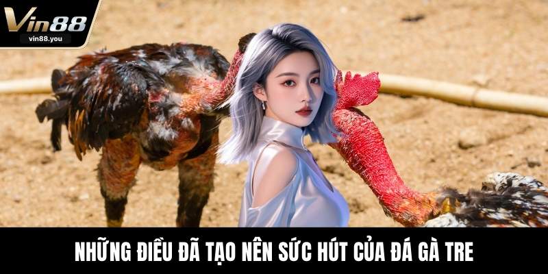 Những điều đã tạo nên sức hút của đá gà tre